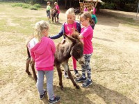/album/fotogalerie-zoopark-na-hradecku-horni-pena/zooparknahradecku-24-jpg/